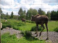 im Elchpark