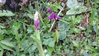 0126 Wanderung auf der Schwägalp - Orchideen - Knabenkraut