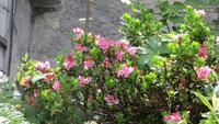 038 Schloss Tarasp - Alpenrosen
