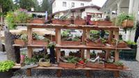 074 Berghotel Schatzalp - eigenwillige Gartengestaltung