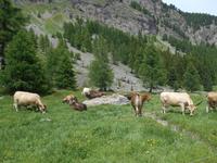 Pferdekutschfahrt ins Val Roseg