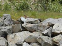 Val Roseg (Murmeltiere)