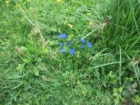 Grindelwald-First-Wanderung zum Bachalpsee