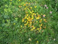 Grindelwald-First-Wanderung zum Bachalpsee