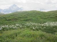 Grindelwald-First-Wanderung zum Bachalpsee