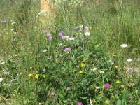 Schynige Platte-Alpengarten