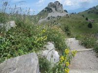 Schynige Platte-Alpengarten