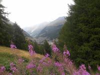 Wanderung von der Station Furi nach Zmutt (Lärchenweg)