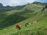 Während der Fahrt auf das Brienzer Rothorn