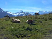 Grindelwald_Fahrt zum First und Wanderung zum Bachalpsee