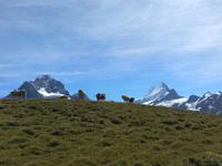 Grindelwald_Fahrt zum First und Wanderung zum Bachalpsee