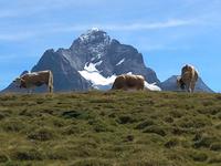 Grindelwald_Fahrt zum First und Wanderung zum Bachalpsee