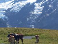Grindelwald_Fahrt zum First und Wanderung zum Bachalpsee