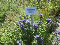 Schynige Platte_unser letzte Programmpunkt