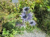 Schynige Platte_unser letzte Programmpunkt