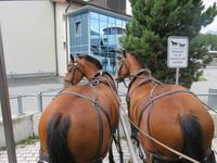 0046 Glacier-Bernina-Express- Kutschfahrt ins Val Roseg