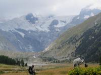 0064 Glacier-Bernina-Express- Kutschfahrt ins Val Roseg - Blick zum Roseg-Gletscher