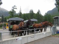 0075 Glacier-Bernina-Express- Kutschfahrt ins Val Roseg - Blick zum Roseg-Gletscher