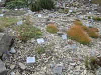 Schynige Platte,Alpengarten