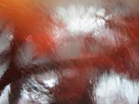 Luzern, mit dem Dampfschiff -Uri-nach Viznau