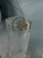 057 Silvester im Berner Oberland - Ausflug zum Jungfraujoch - Eispalast