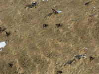 283 Silvester im Berner Oberland - Ausflug nach Grindelwald - auf dem First - Gämsen