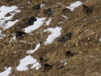 285 Silvester im Berner Oberland - Ausflug nach Grindelwald - auf dem First - Gämsen