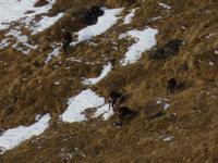 286 Silvester im Berner Oberland - Ausflug nach Grindelwald - auf dem First - Gämsen
