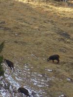 288 Silvester im Berner Oberland - Ausflug nach Grindelwald - auf dem First - Gämsen