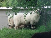 Glacier-Bernina-Reise, Fahrt mit dem Glacier-Express - Schwarznasenschafe