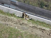 Glacier-Bernina-Reise, Abendessen auf Sunnegga - Murmeltier
