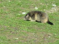 Glacier-Bernina-Reise, Abendessen auf Sunnegga - Murmeltier