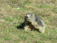 Glacier-Bernina-Reise, Abendessen auf Sunnegga - Murmeltier