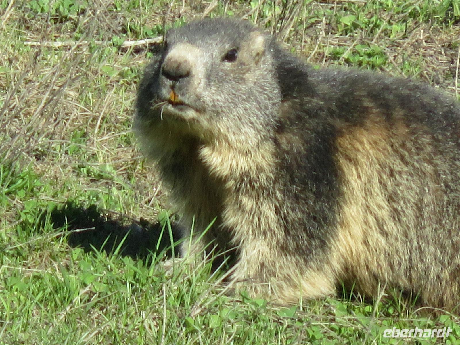 Glacier-Bernina-Reise, Abendessen auf Sunnegga - Murmeltier