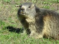 Glacier-Bernina-Reise, Abendessen auf Sunnegga - Murmeltier