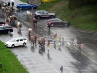 Glacier-Bernina-Reise, Schwägalp Alpaufzug