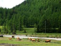 Fahrt mit dem Bernina - Express