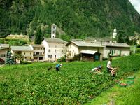 Fahrt mit dem Bernina - Express
