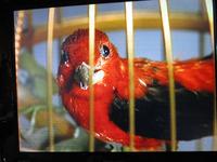 Uhrenmuseum. Vogelautomaten