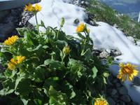 Im letzten Schnee findet man auf dem Säntis auch so manchens Blümchen
