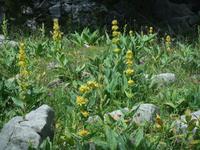 Viele Pflanzen und Kräuter sind auf der Schwägalp zu finden