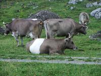 Typisch für die Kühe im Appenzeller Land ist ihre graue Farbe