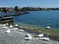 Auch den Schwänen gefällt es am Zürichsee