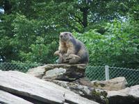 Im Wildpark hält das Murmeltier Ausschau