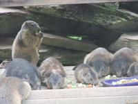 Zur Fütterung kommen alle aus ihrem Bau