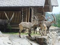 Steinböcke im Wildpark