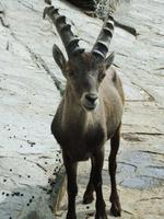 Einige kennen keine Scheu und kommen ganz nah