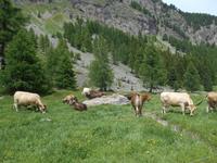 Pferdekutschfahrt ins Val Roseg