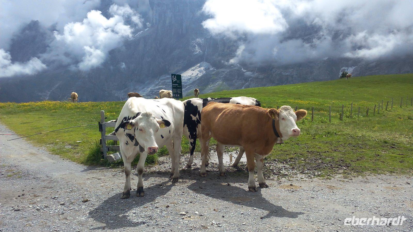 Grindelwald, Wanderung entlang des Panoramaweges