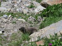 147 Fahrt auf der Furka-Pass- Strasse - Stopp am Hotel Belvedere -Murmeltier